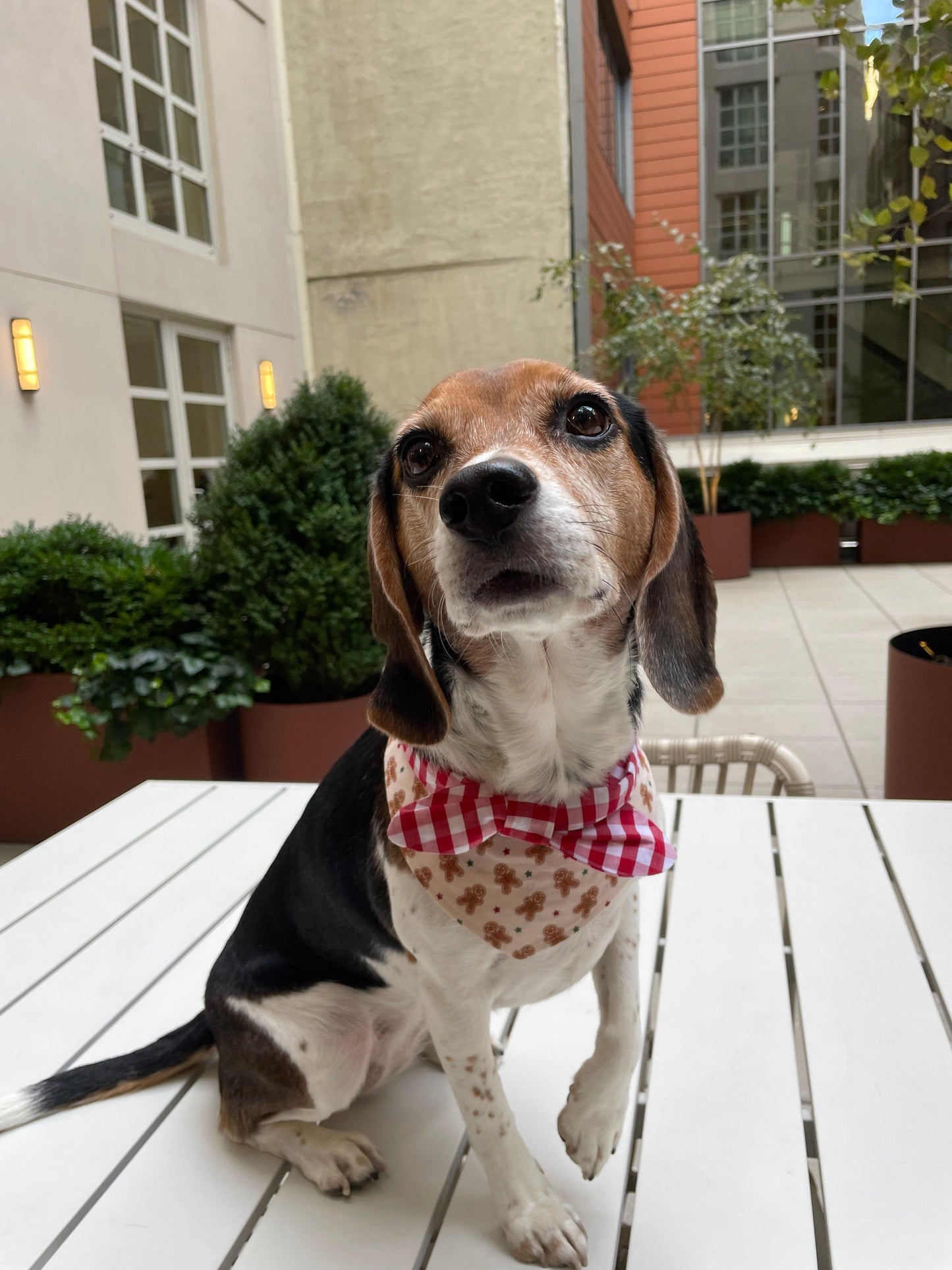 Christmas Morning Gingerbread Man Gingham Print Handmade Bandana - Dog Bandana - BarkBarkBaby