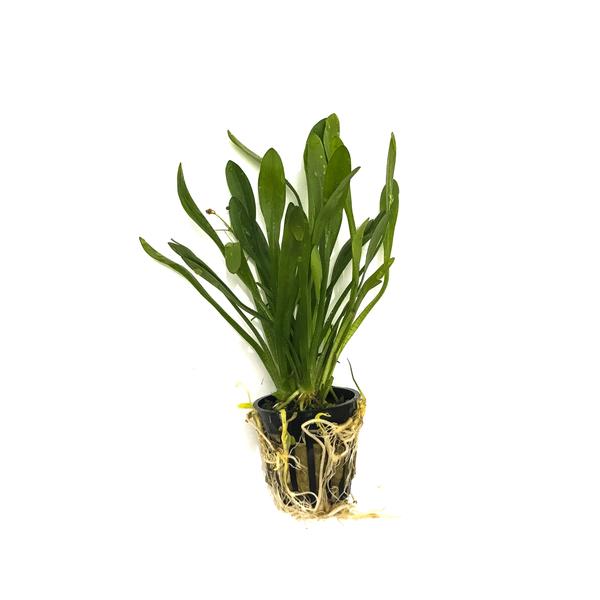 Narrowleaf Sagittaria