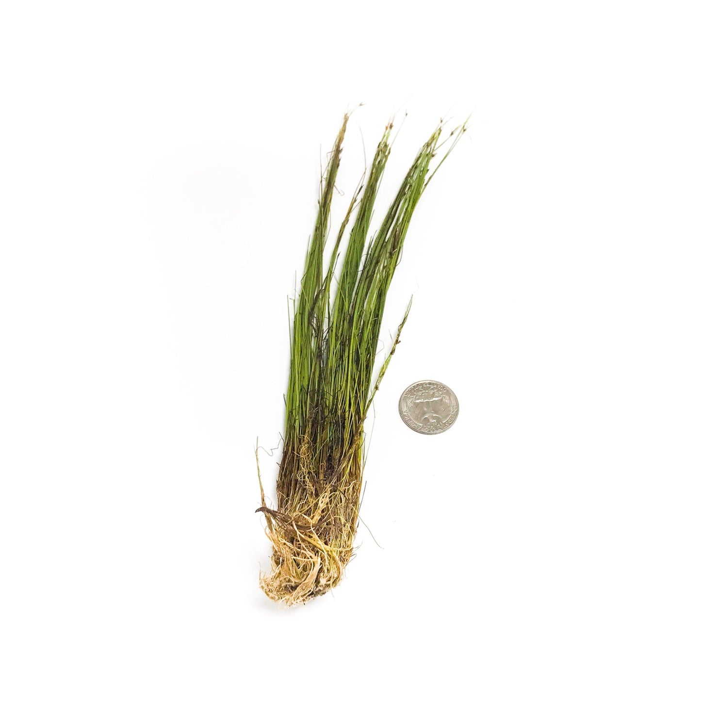 Giant Hairgrass (Vivipara)