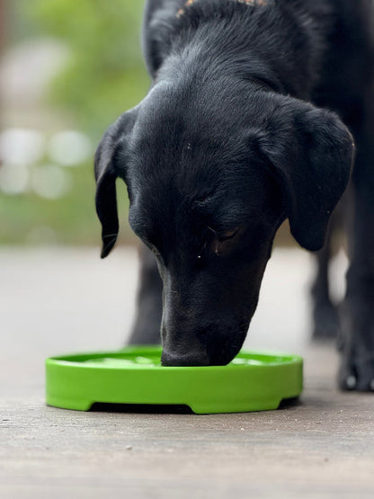 Garden Design eTray - Shallow Slow Feeder Dog Bowl for