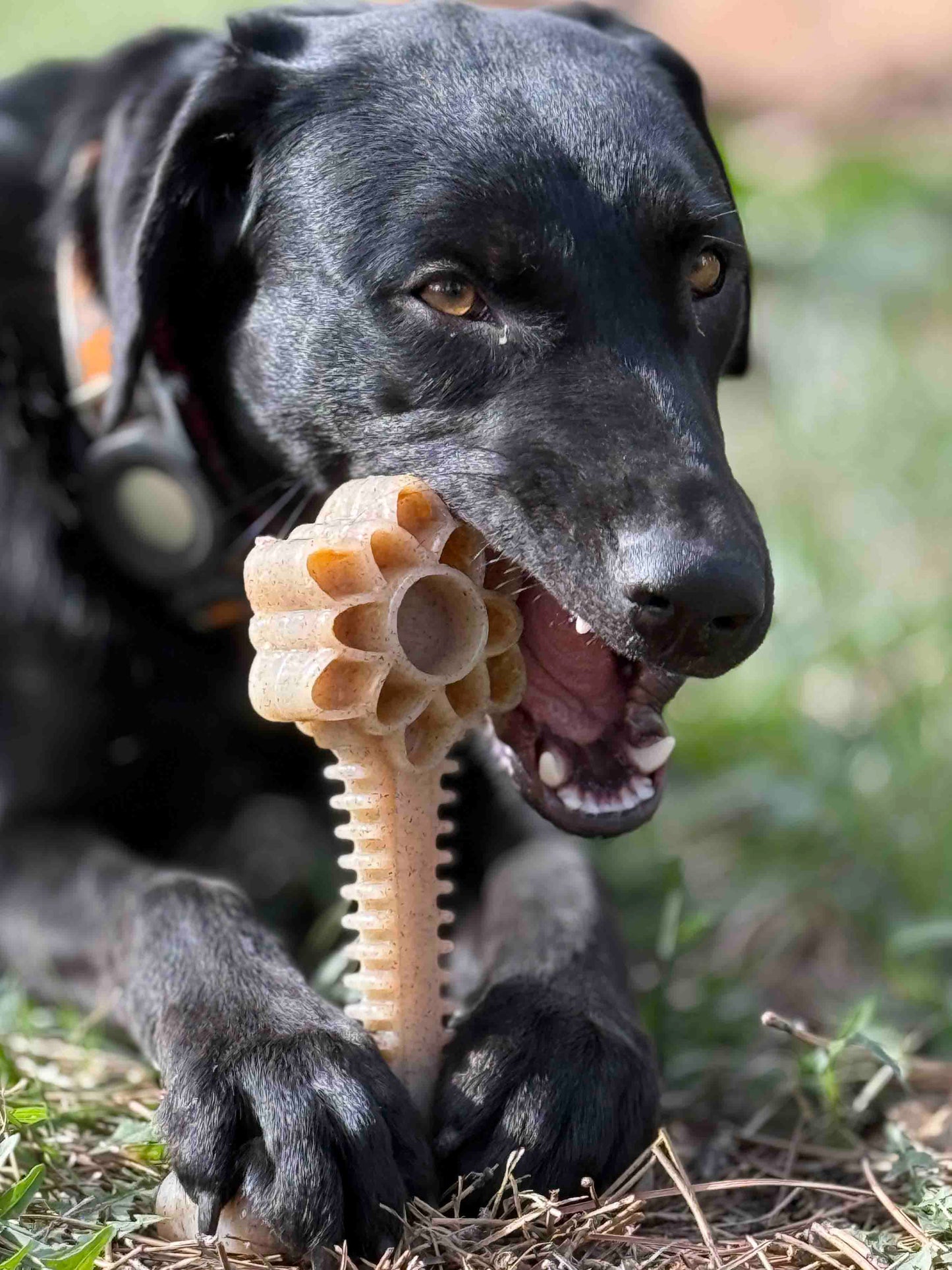 Honey Bone Dental Flower Tower - Indestructible Nylon Dog Chew