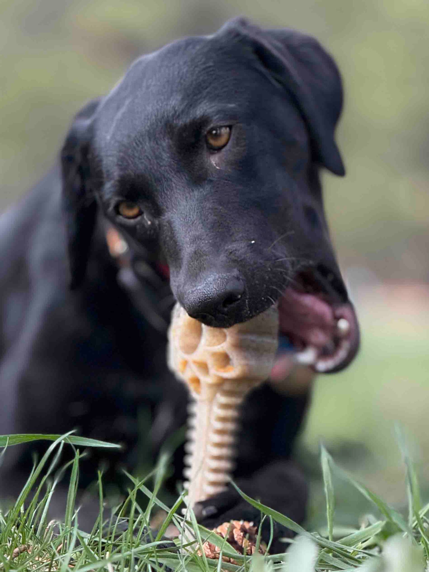 Honey Bone Dental Flower Tower - Indestructible Nylon Dog Chew