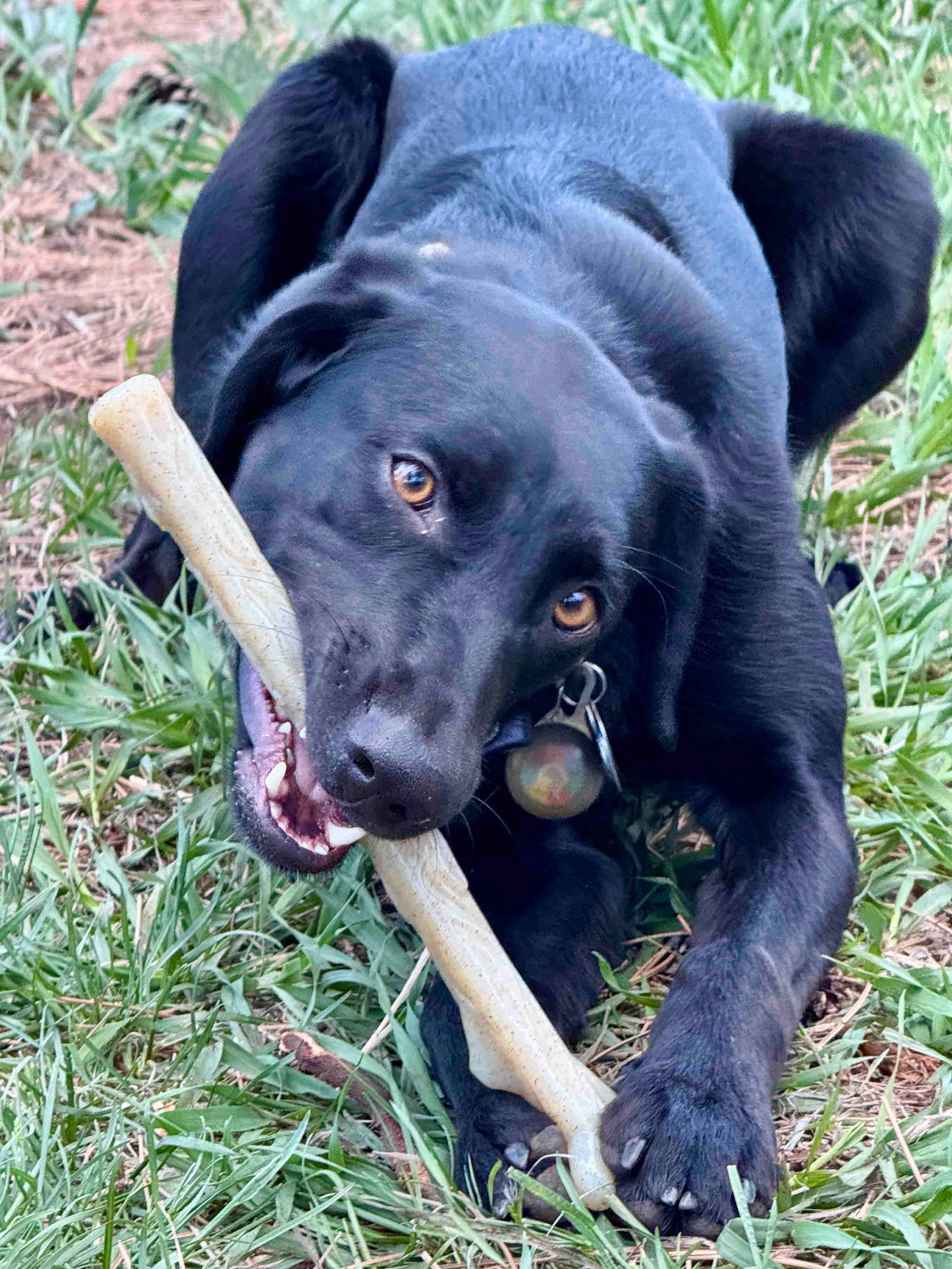 Durable Nylon Chew Stick for Power Chewers | Indestructible Dog
