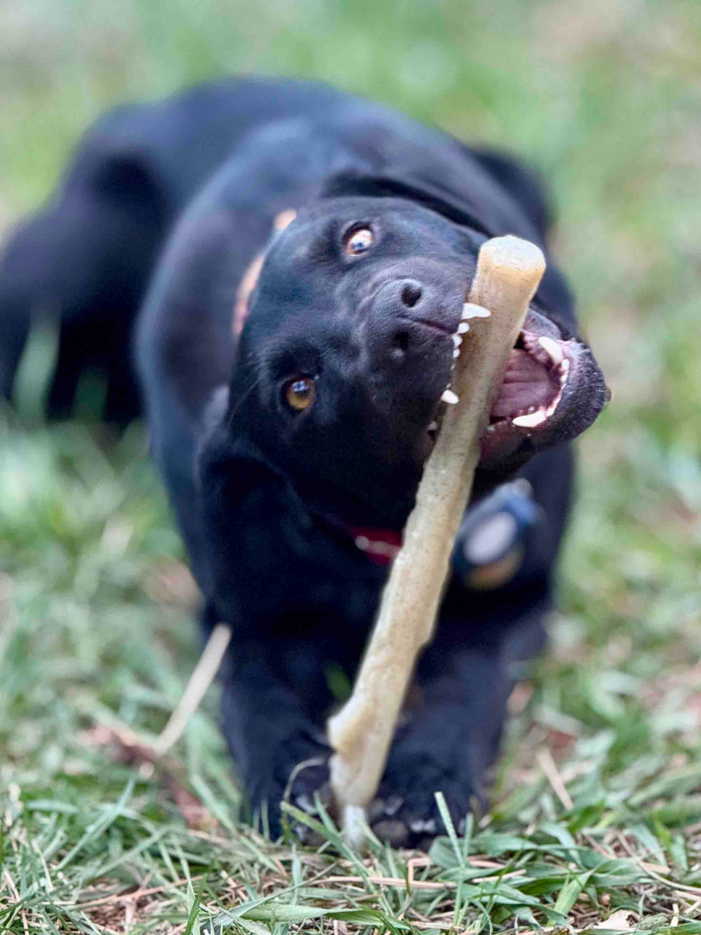 Durable Nylon Chew Stick for Power Chewers | Indestructible Dog