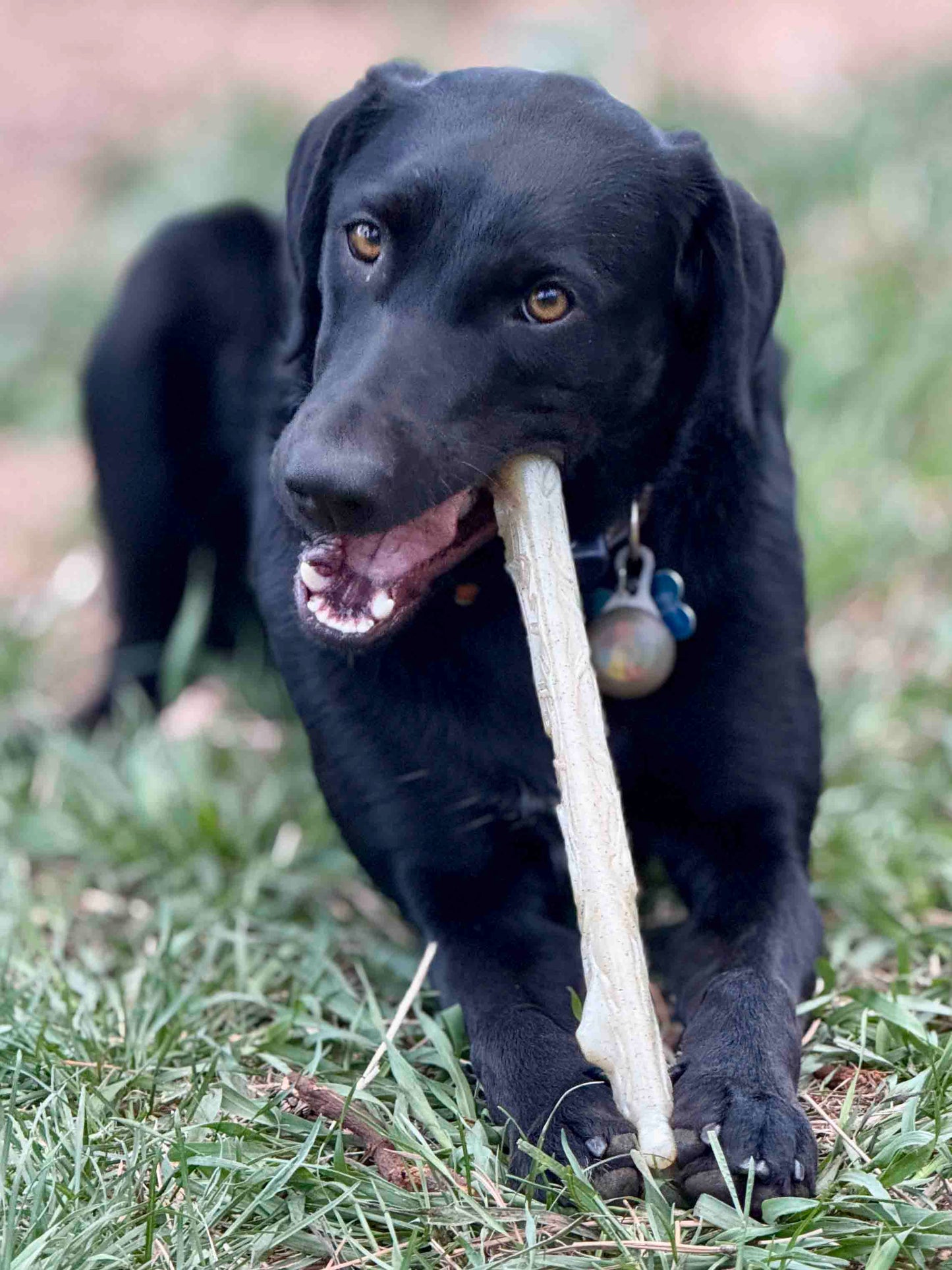 Durable Nylon Chew Stick for Power Chewers | Indestructible Dog