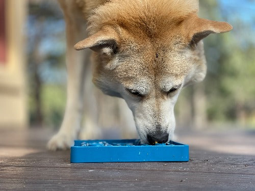 Waiting Dogs eTray - Shallow Slow Feeder Bowl for Enrichment
