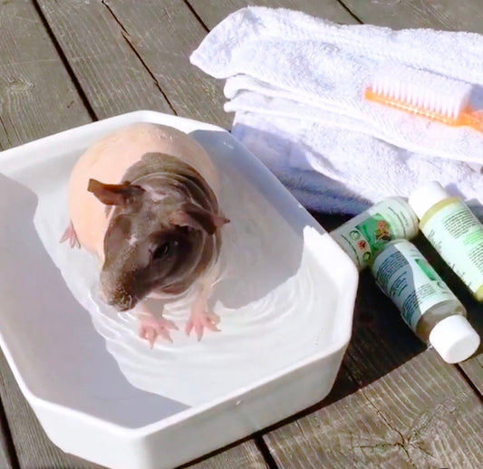 4 - HAIRLESS PETS *SKINNYPIG SENSITIVE KIT - 4 Nudie Pets - ReNewedPet