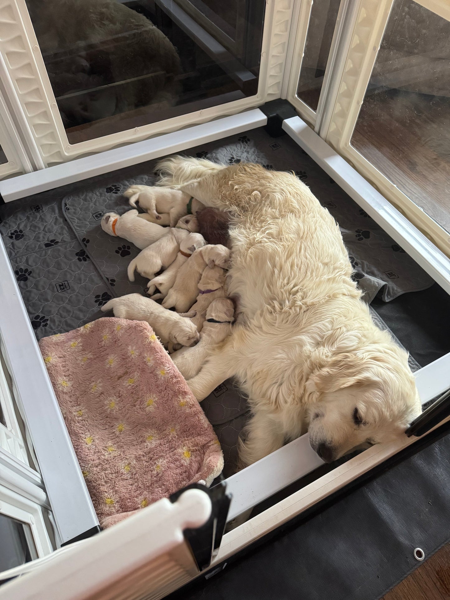 EZclassic TALL Windowed Whelping Box Set w/Rail Assembly - EZwhelp