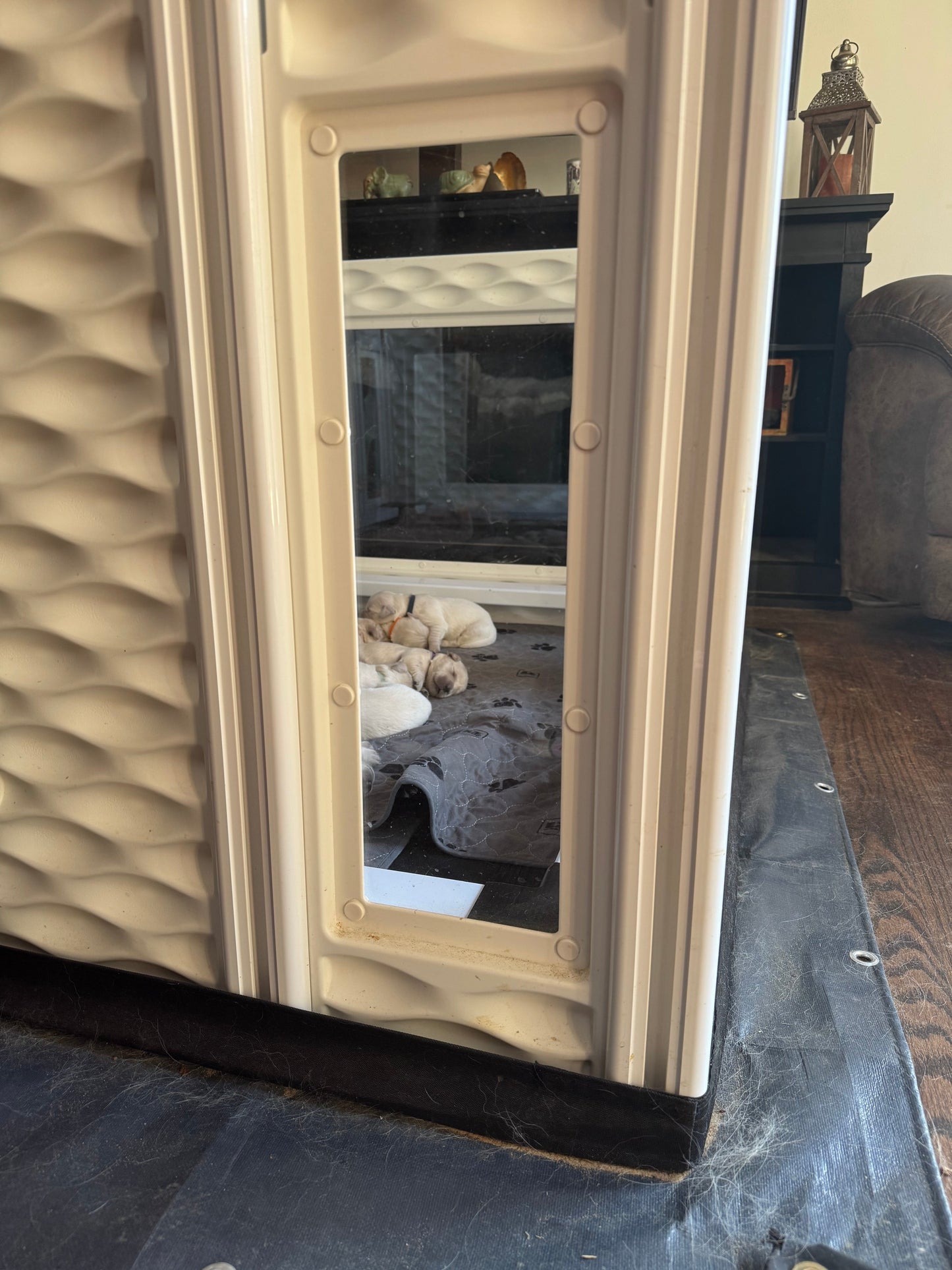 EZclassic TALL Windowed Whelping Box Set w/Rail Assembly - EZwhelp