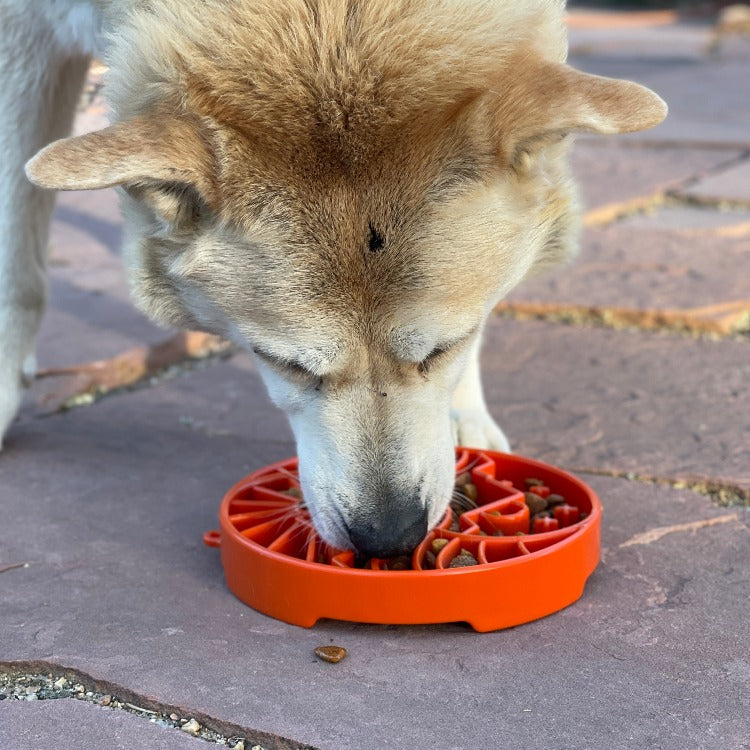 Purrfect Kingdom™ - Sun Moon Etray Shallow Feeder