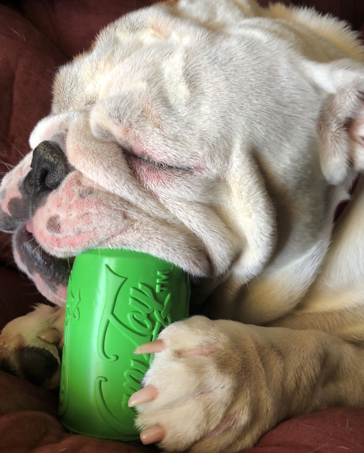 Dog Toys-Can Shaped Rubber Chew Toy for Average Chewers