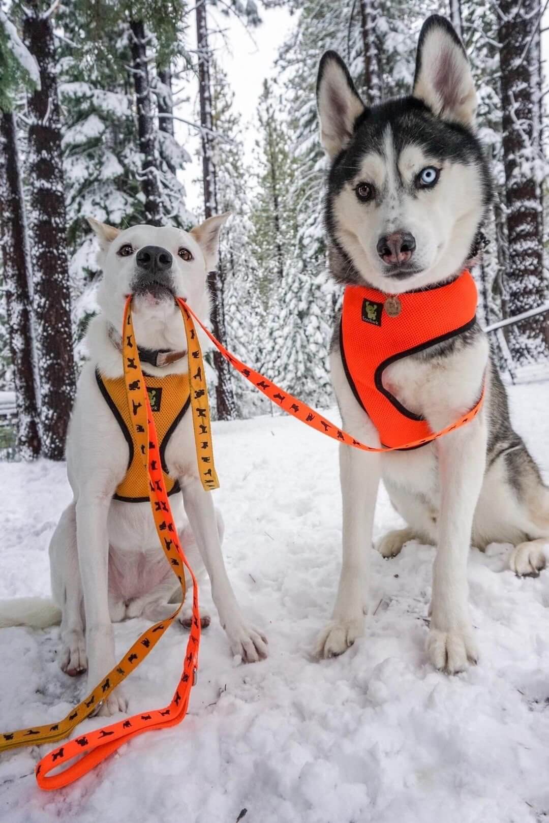 Dog Leash EcoBark Safety Orange Leash- Padded Comfort Grip - gallery product image for dog leash