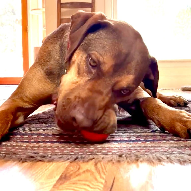 Squeak Ball - Durable Squeaky Dog Toy, Floats, Chew Toy |