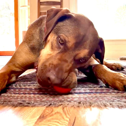 Squeak Ball - Durable Squeaky Dog Toy, Floats, Chew Toy |