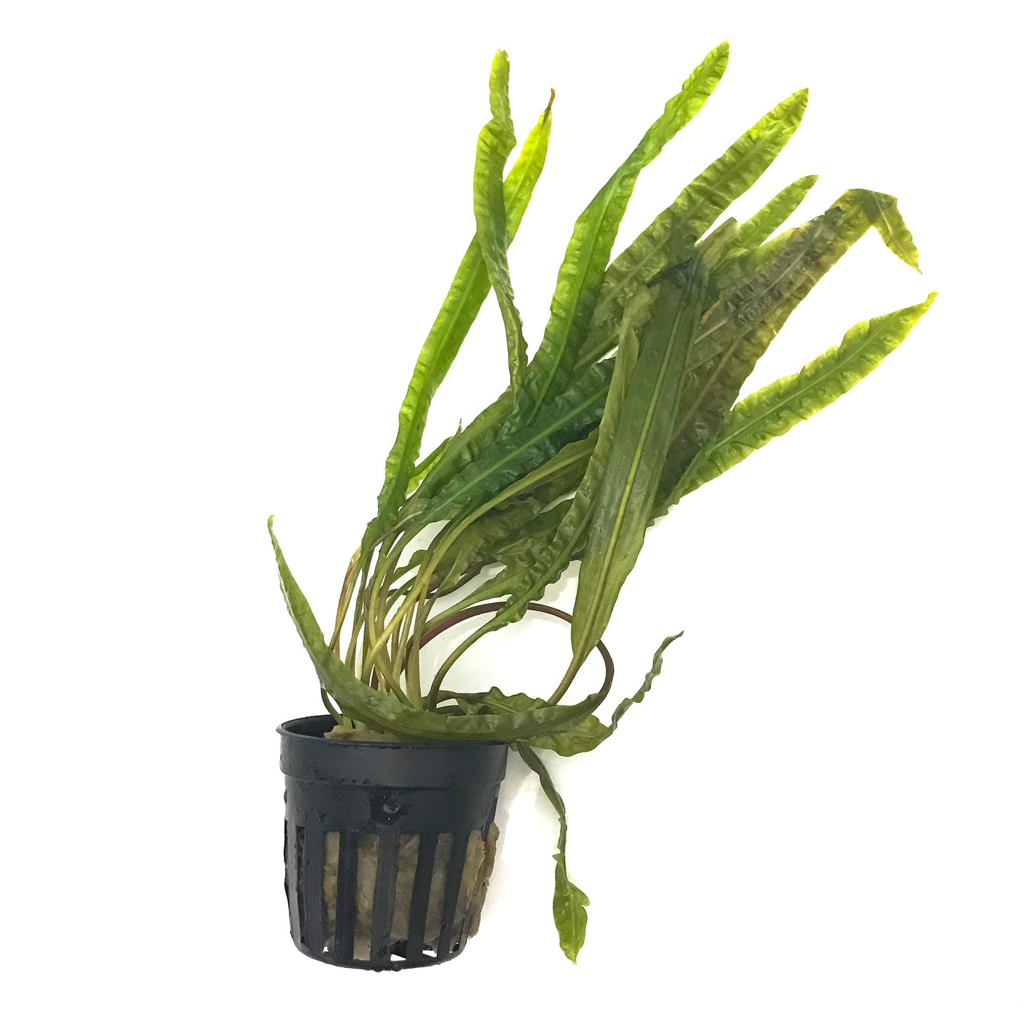 Cryptocoryne Balansae