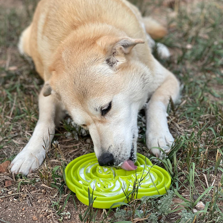 Water Frog eTray - Shallow Slow Feeder Dog Bowl for Enrichment
