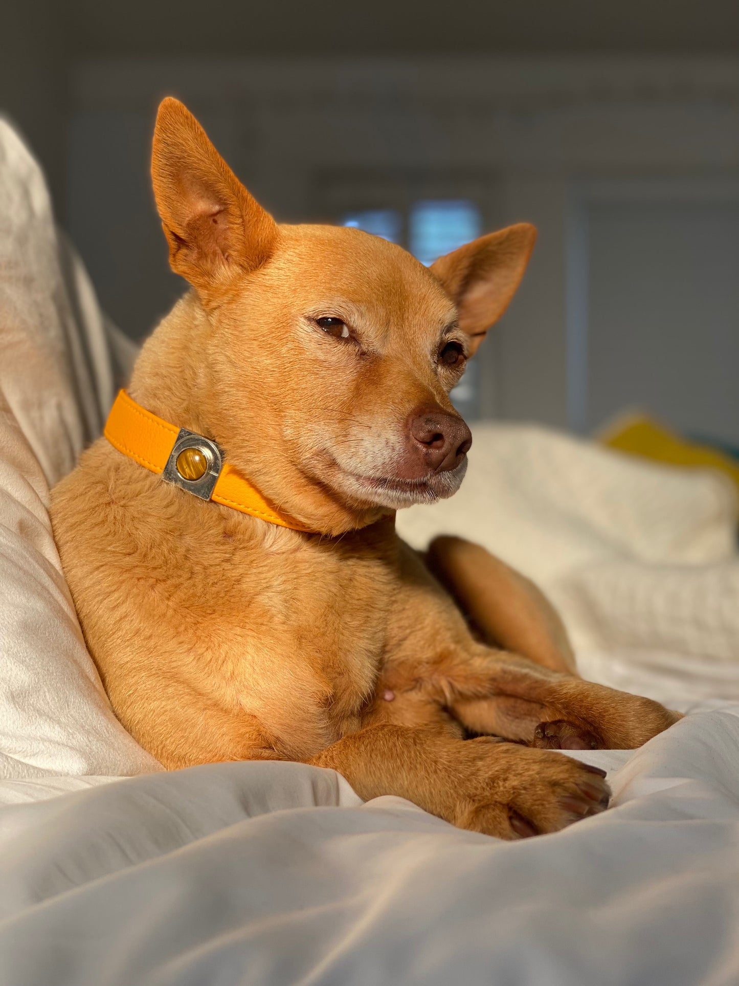 Sunflower Cactus Collar - Purrfect Pet Kingdom