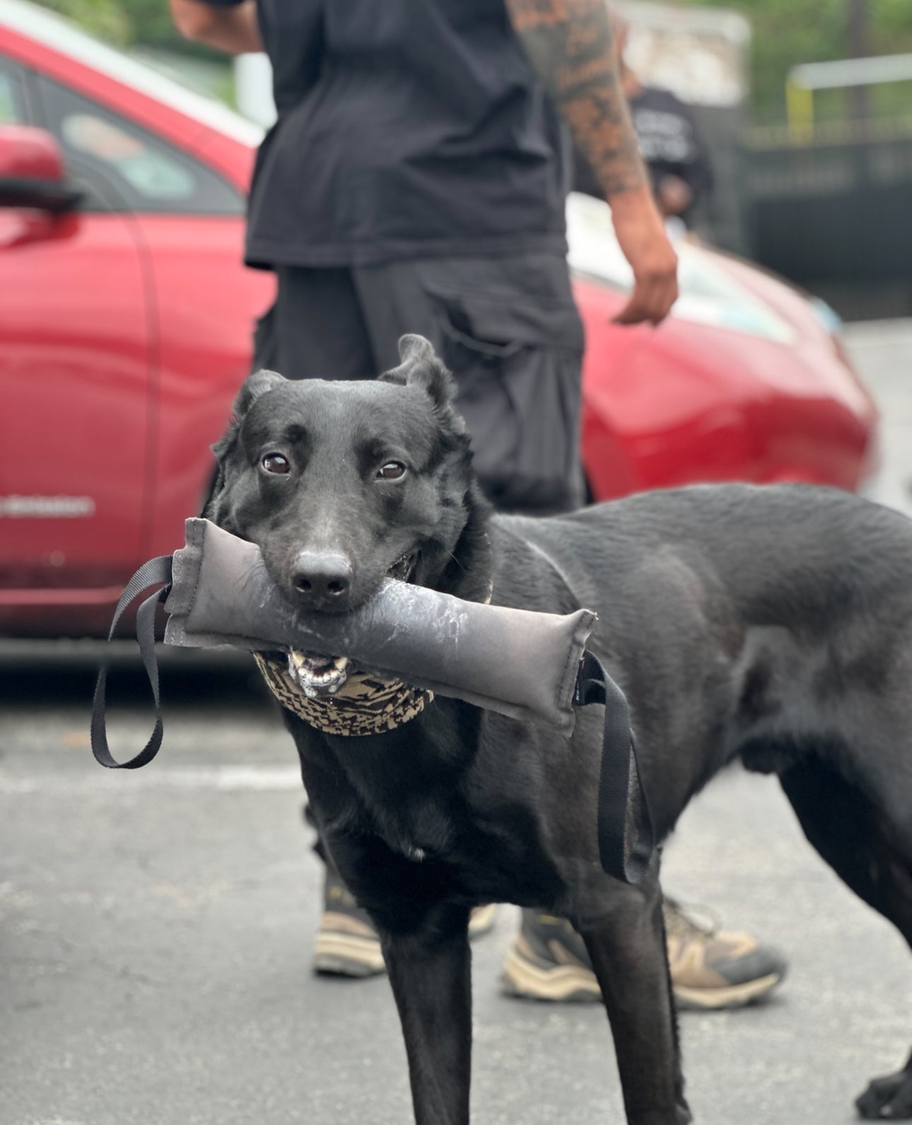 K9R - Kiloniner TUG-N-TRAIN Tug Toy