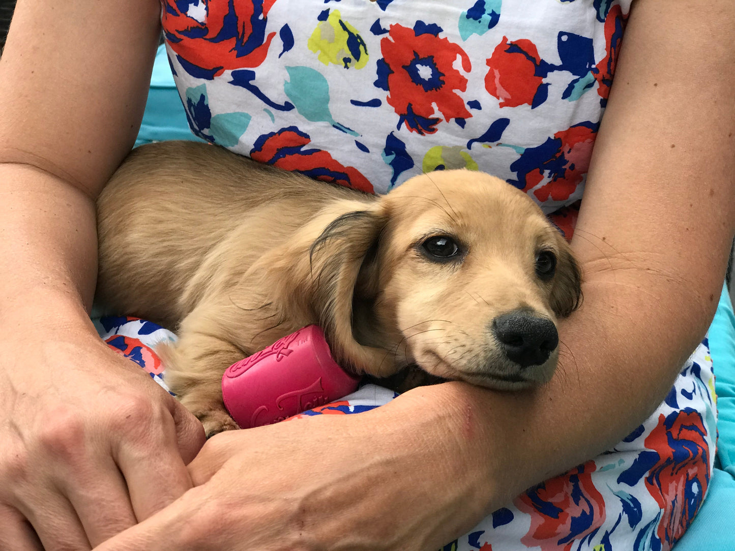 Puppy Can Toy Rubber Chew Toy for Teething Puppies | Treat
