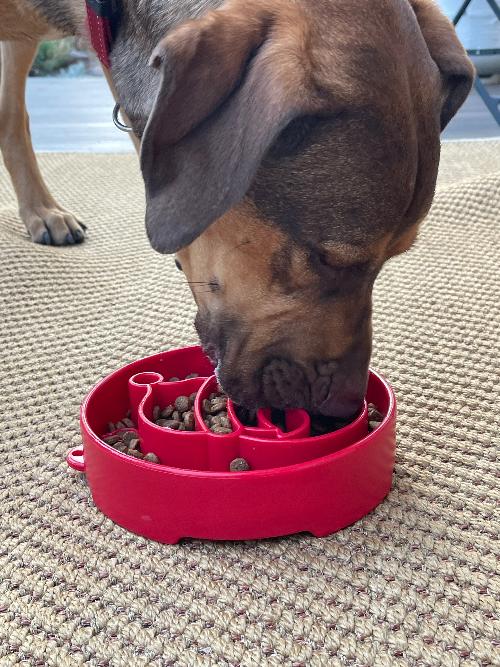 Purrfect Kingdom™ - Santa Ebowl Deep Slow Feeder