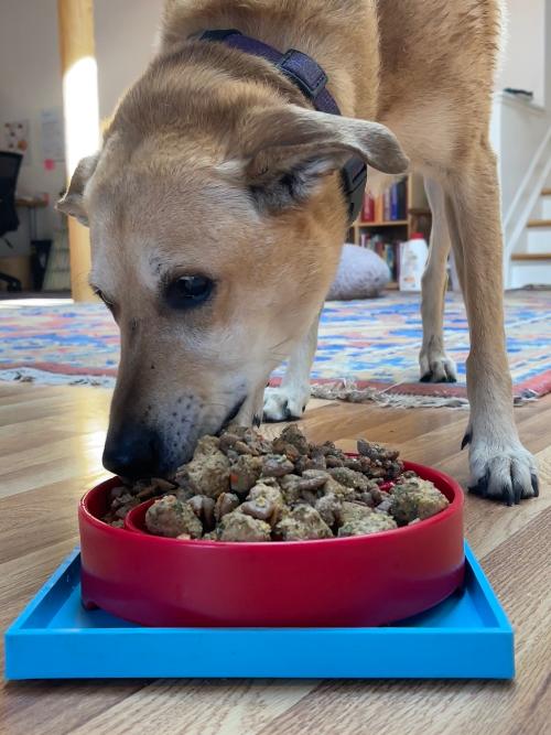 Hold 'em Suction Cup Holder for Dog Bowls & Lick Mats | USA