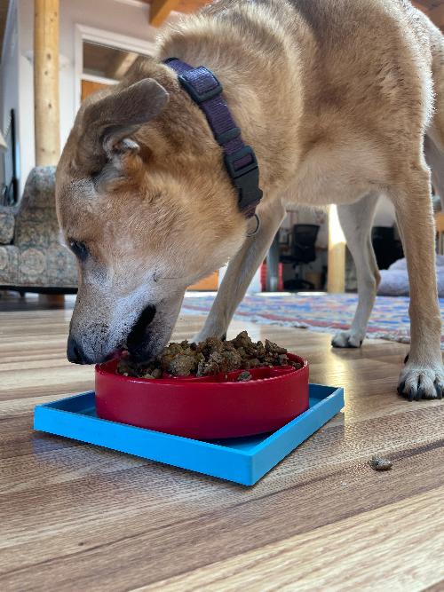 Hold 'em Suction Cup Holder for Dog Bowls & Lick Mats | USA