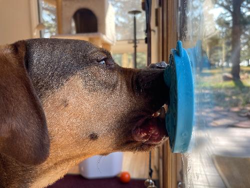 Turtle eMat-Mini Lick Mat with Suction Cups - Small Dogs & Cats |