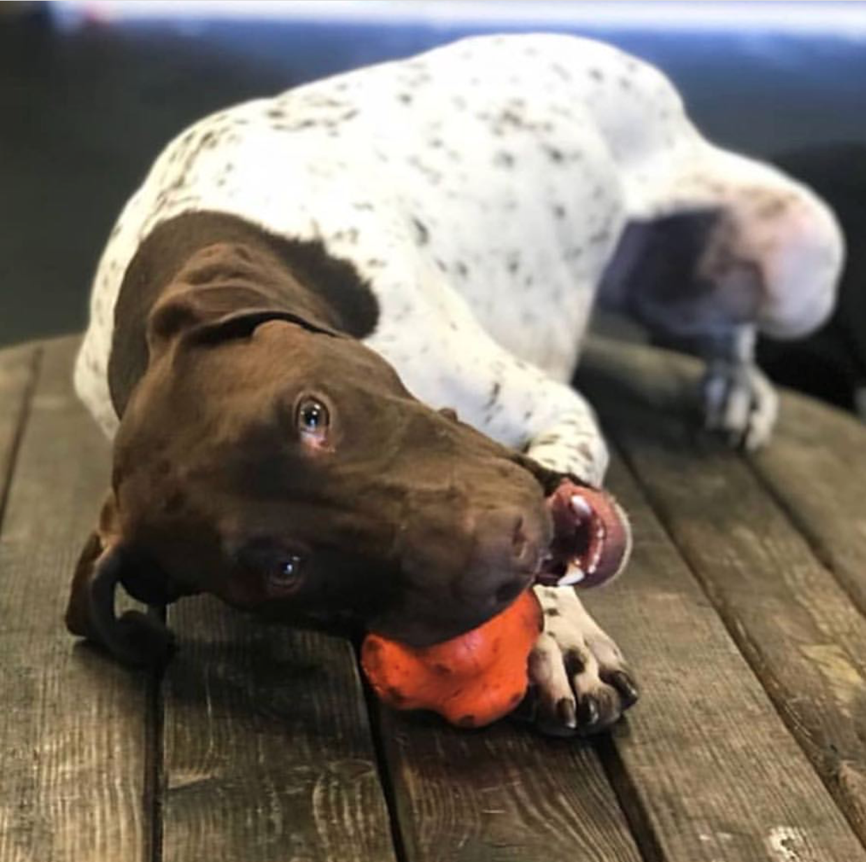 Crazy Bounce Rubber Dog Chew Toy for Power Chewers | Retrieving