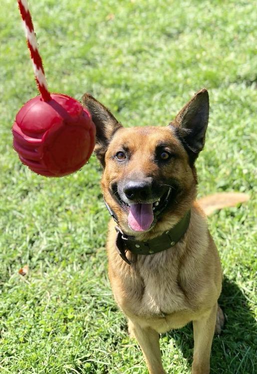 USA-K9 Stars and Stripes Rubber toy | K9 Handler Reward Toy