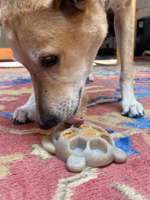 Turtle Nylon Chew Toy - Ultra-Durable Enrichment Toy for Power