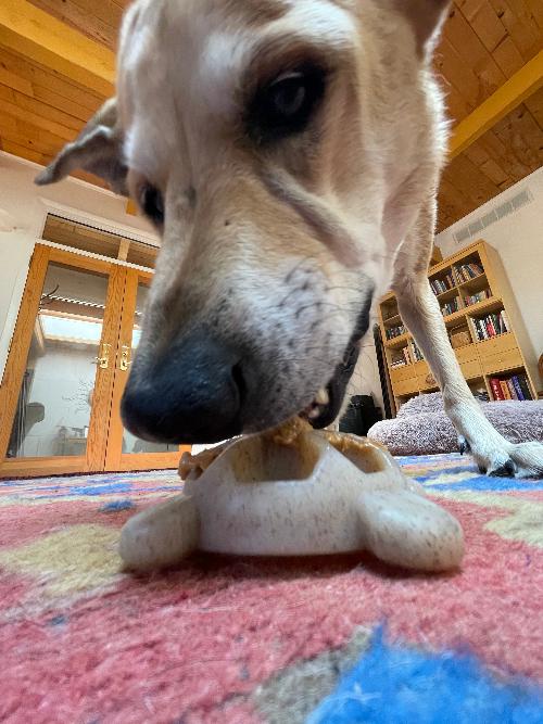 Turtle Nylon Chew Toy - Ultra-Durable Enrichment Toy for Power