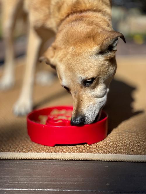 Purrfect Kingdom™ - Santa Ebowl Deep Slow Feeder