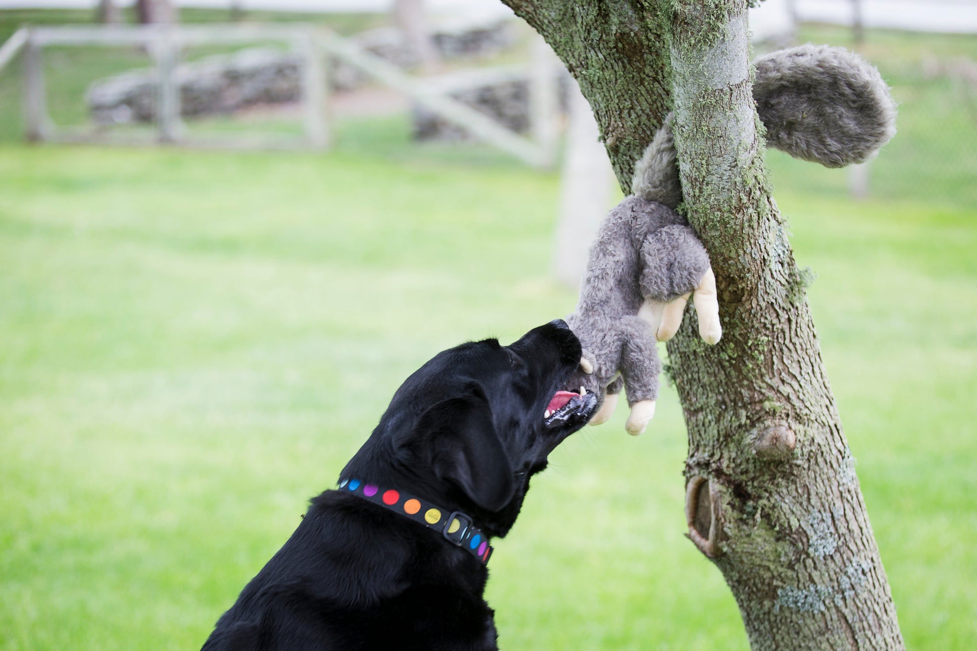 Dog Toy Feller Squirrel Plush Toy for Daily Use for Comfort - gallery product image for dog toy