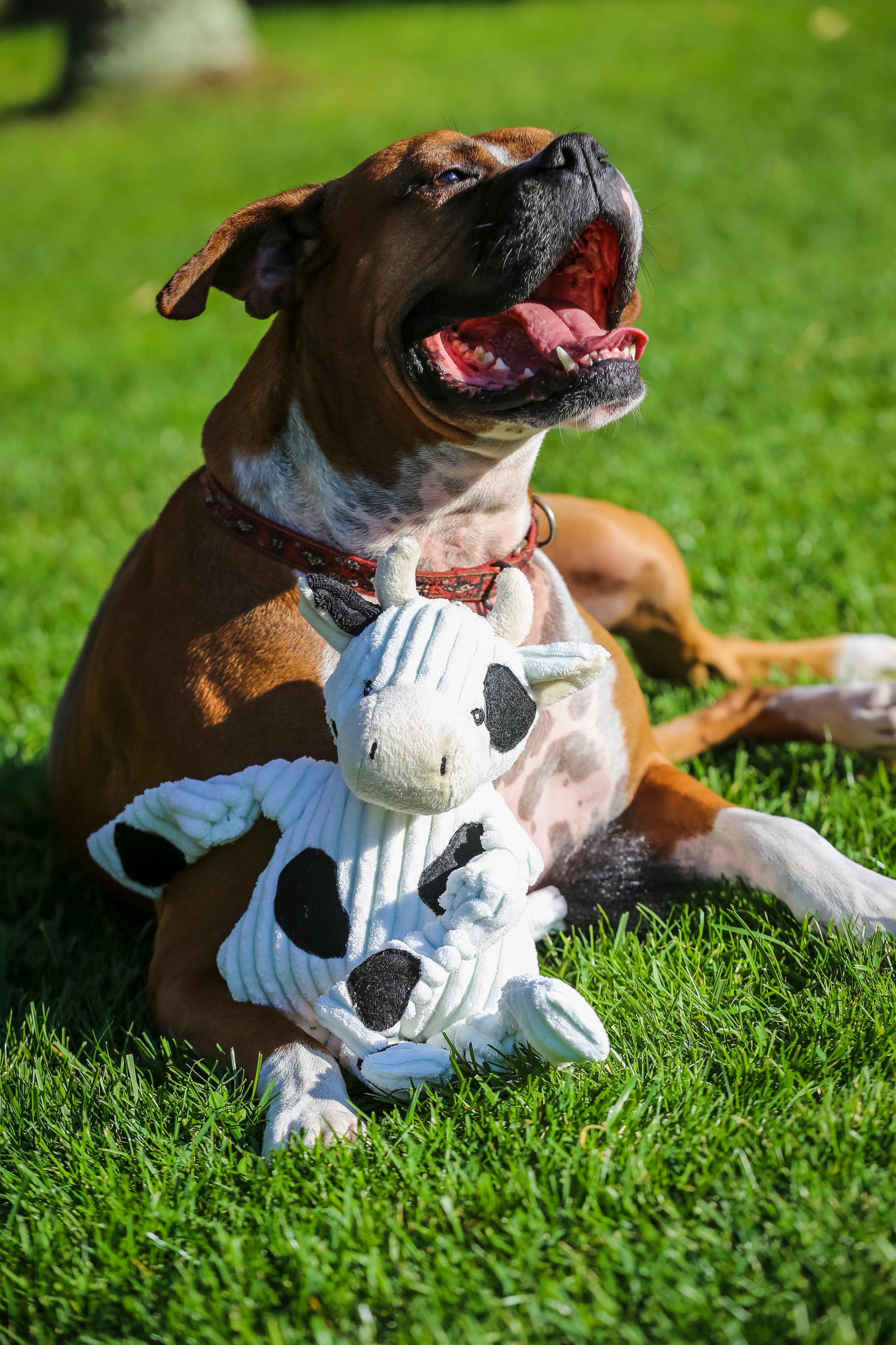 Dog Toy Dottie Cow Knottie Plush Toy for Daily Use Essential - gallery product image for dog toy