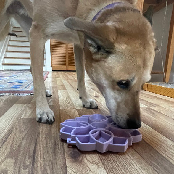 Mandala Softie eTray Shallow Slow Feeder Dog Bowl with