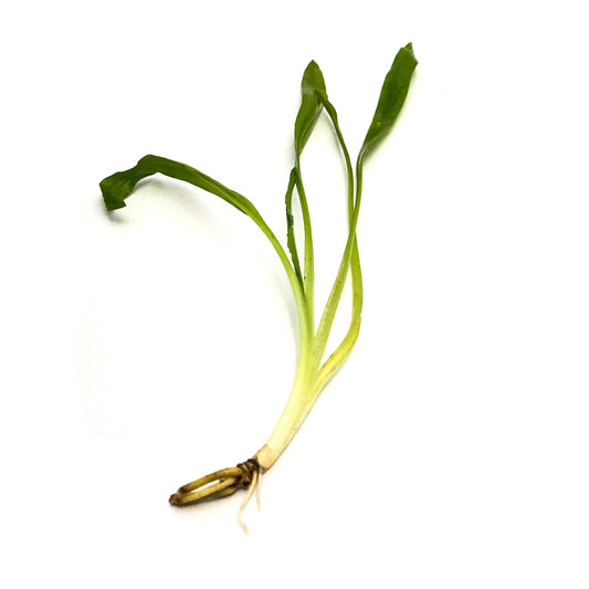 Cryptocoryne Costata