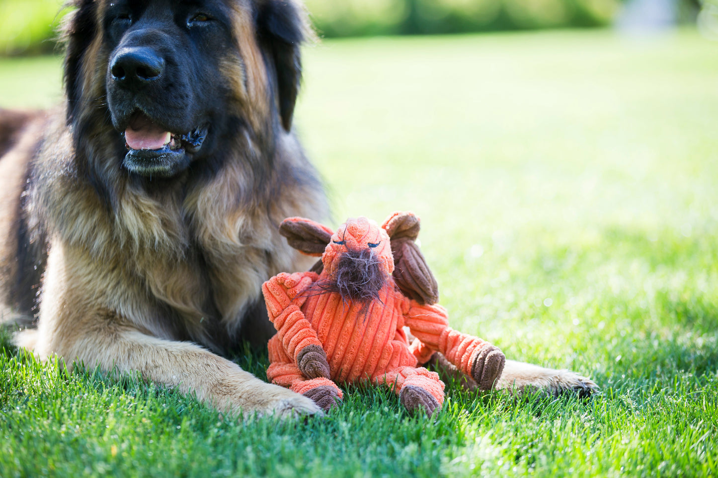 Dog Toy Morris Moose Knottie Plush Toy for Daily Use Essenti - gallery product image for dog toy