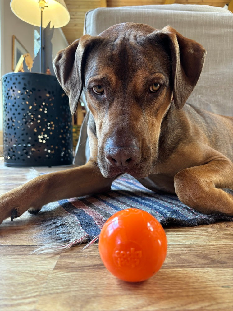 Dog Treats Squeak Ball Durable Squeaky Toy Floats Chew Toy