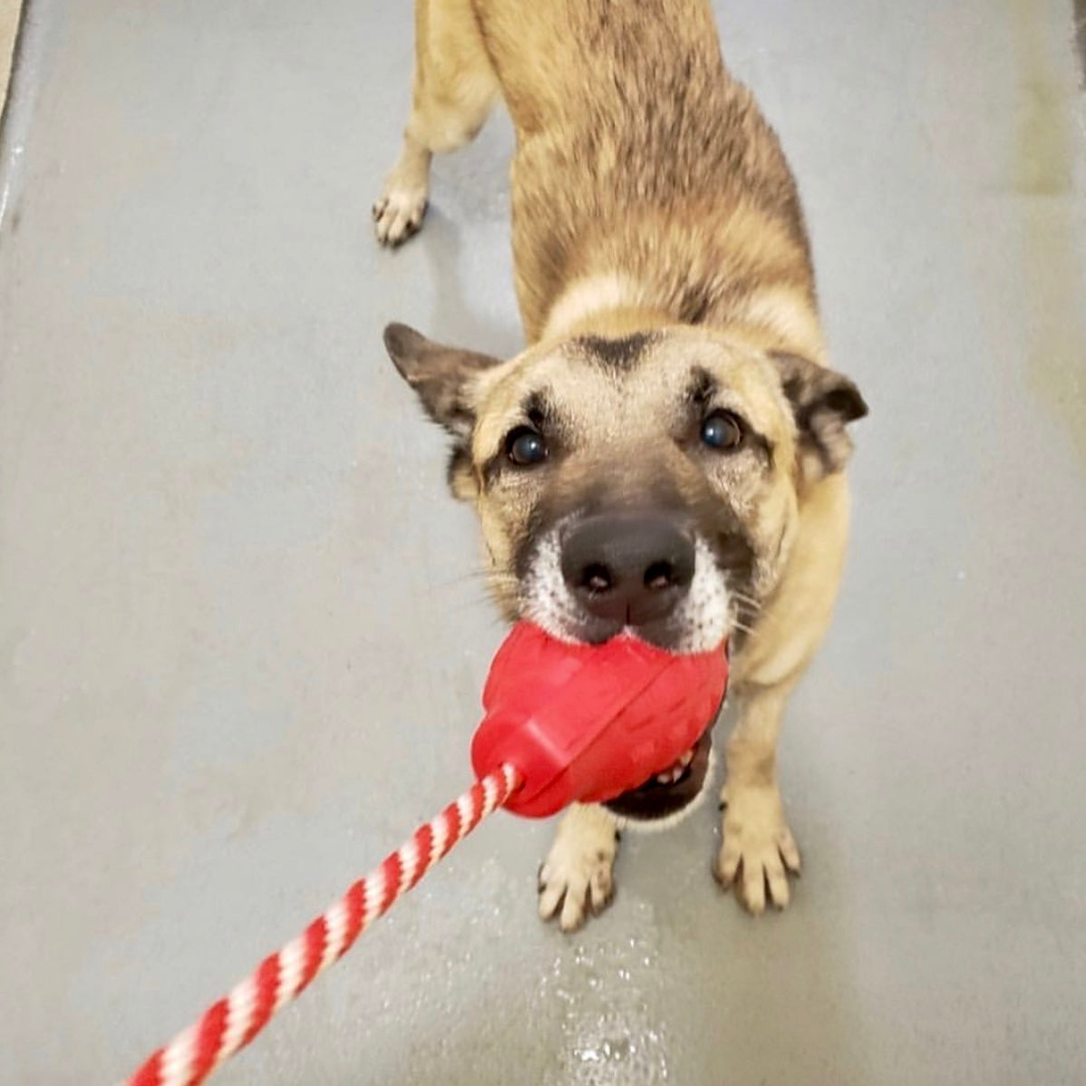 USA-K9 Grenade Rubber Dog Chew Toy | K9 Handler Reward Toy | Blue