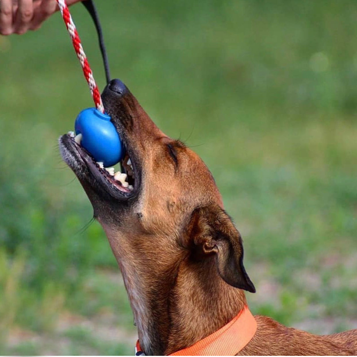 USA-K9 Cherry Bomb Rubber Dog Chew Toy | K9 Handler Reward Toy