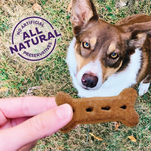 Old Mother Hubbard P - Nuttier Small Crunchy Dog Treats (20oz) - Old Mother Hubbard Dog Treats - The Family Pet