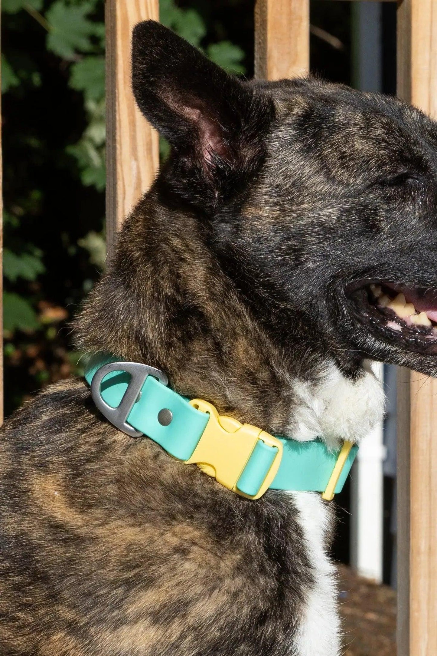 Island Vibes Waterproof Dog Collar - Dog Collar - Aria the Fox
