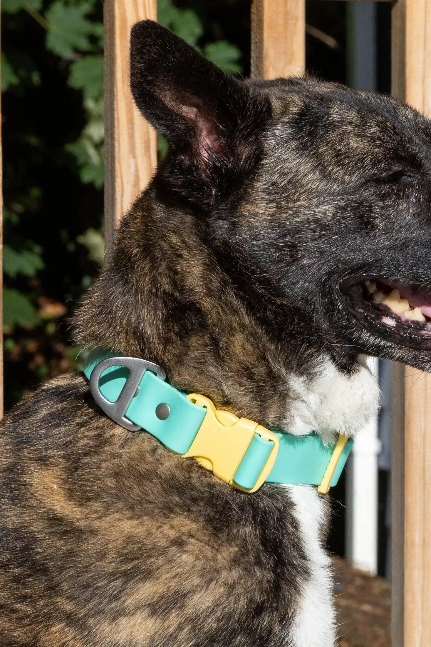 Island Vibes Waterproof Dog Collar - Dog Collar - Aria the Fox