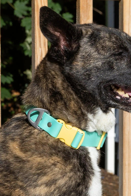 Island Vibes Waterproof Dog Collar - Dog Collar - Aria the Fox