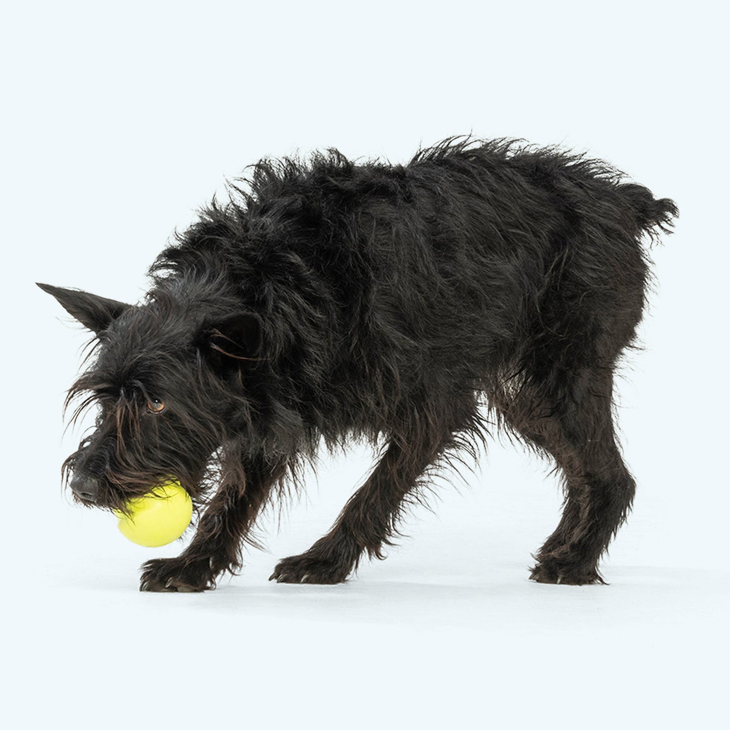 Pet Toy Toy Jive for for Daily Use for Comfort for Pet Care - lifestyle product image for pet toy
