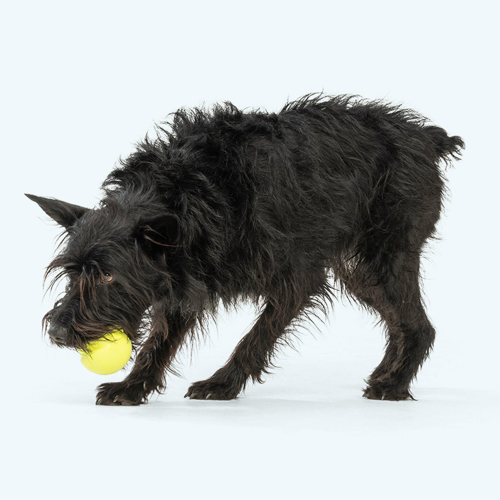 Pet Toy Toy Jive for for Daily Use for Comfort for Pet Care - lifestyle product image for pet toy
