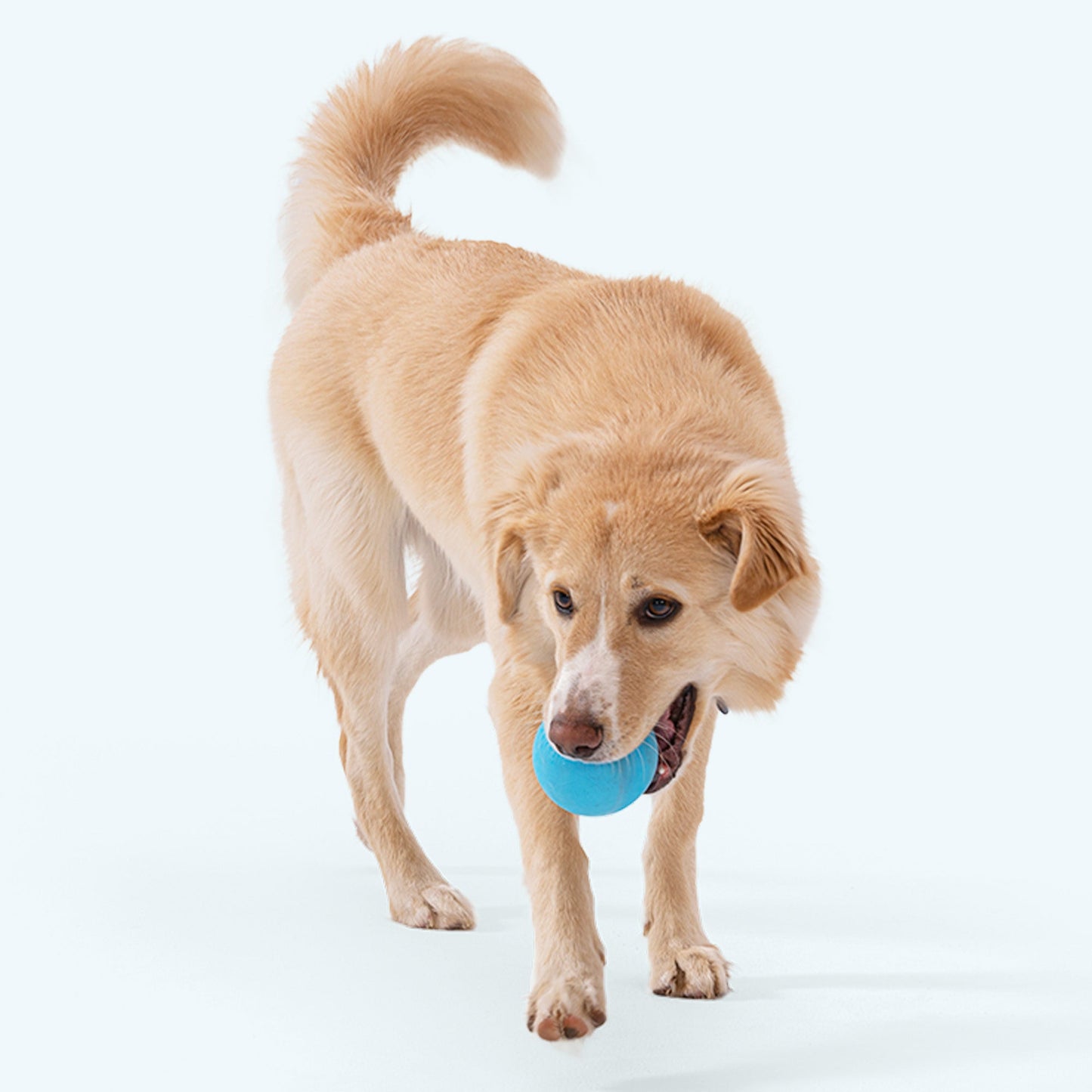 Pet Toy Toy Jive for for Daily Use for Comfort for Pet Care - size and texture image for pet toy