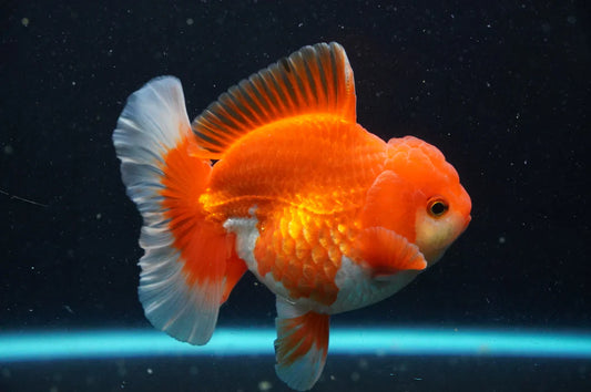 Thai Oranda goldfish 4"