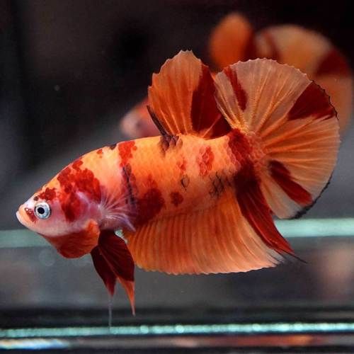Male Nemo Betta Live Tropical Fish