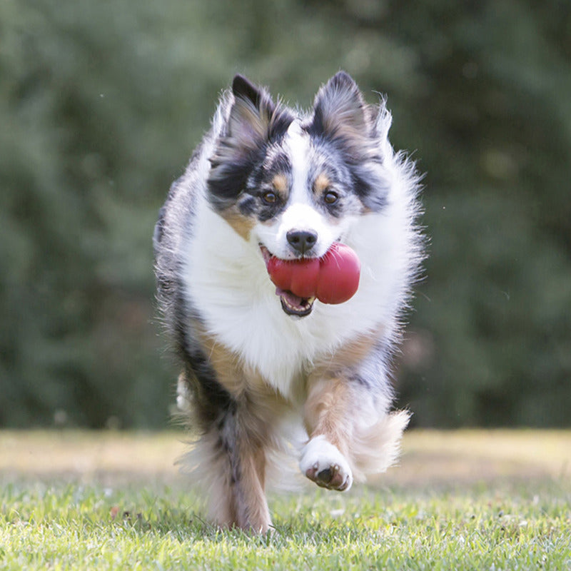 Kong Red Classic - Dog Toys - The Family Pet